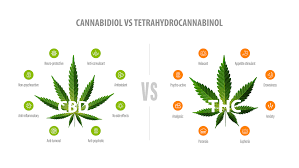 the difference between CBD and thc