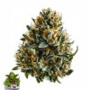 Bubba Kush