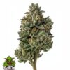 OG Kush